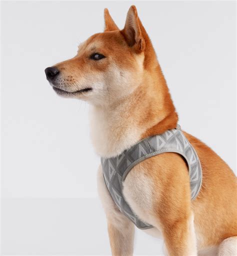 dior pet collar|Dior dog harness.